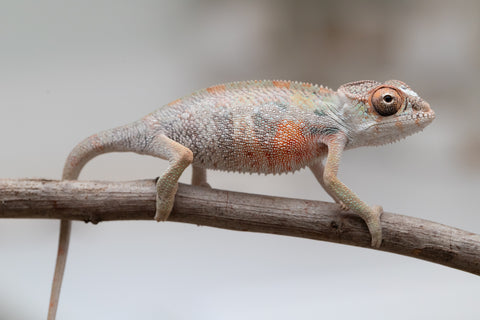 Holdbacks/Individuals: First Ever Ambilobe offspring from "Tequila Fiposahana" (AKA Tequila Sunrise) x "Hafahafa-alkola" (AKA Strange Brew) - Hatched May 2025 - Male #4