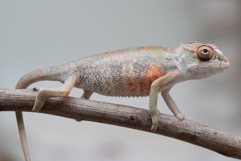 Holdbacks/Individuals: First Ever Ambilobe offspring from "Tequila Fiposahana" (AKA Tequila Sunrise) x "Hafahafa-alkola" (AKA Strange Brew) - Hatched May 2025 - Male #4