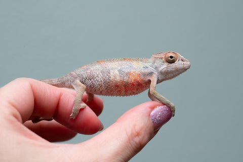 Holdbacks/Individuals: First Ever Ambilobe offspring from "Tequila Fiposahana" (AKA Tequila Sunrise) x "Hafahafa-alkola" (AKA Strange Brew) - Hatched May 2025 - Male #4