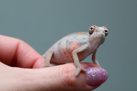 Holdbacks/Individuals: First Ever Ambilobe offspring from "Tequila Fiposahana" (AKA Tequila Sunrise) x "Hafahafa-alkola" (AKA Strange Brew) - Hatched May 2025 - Male #4