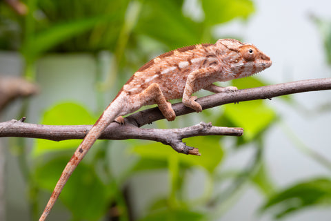 Holdbacks/Individuals: Ambilobe Offspring From "Tequila Fiposahana" (AKA Tequila Sunrise) x "Ny-manjopiaka Ambony" (AKA The Glow Up) - Hatched March - April 2026 - Female #1