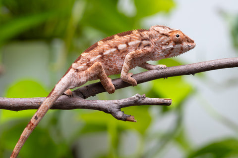 Holdbacks/Individuals: Ambilobe Offspring From "Tequila Fiposahana" (AKA Tequila Sunrise) x "Ny-manjopiaka Ambony" (AKA The Glow Up) - Hatched March - April 2026 - Female #1