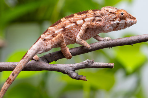 Holdbacks/Individuals: Ambilobe Offspring From "Tequila Fiposahana" (AKA Tequila Sunrise) x "Ny-manjopiaka Ambony" (AKA The Glow Up) - Hatched March - April 2026 - Female #1
