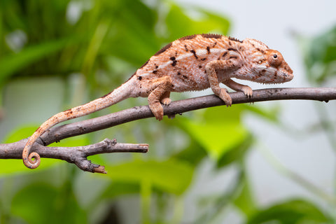 Holdbacks/Individuals: Ambilobe Offspring From "Tequila Fiposahana" (AKA Tequila Sunrise) x "Ny-manjopiaka Ambony" (AKA The Glow Up) - Hatched March - April 2026 - Female #1
