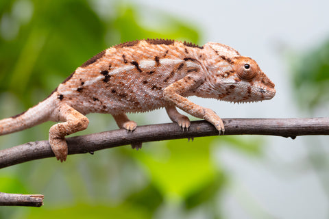 Holdbacks/Individuals: Ambilobe Offspring From "Tequila Fiposahana" (AKA Tequila Sunrise) x "Ny-manjopiaka Ambony" (AKA The Glow Up) - Hatched March - April 2026 - Female #1