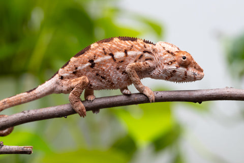 Holdbacks/Individuals: Ambilobe Offspring From "Tequila Fiposahana" (AKA Tequila Sunrise) x "Ny-manjopiaka Ambony" (AKA The Glow Up) - Hatched March - April 2026 - Female #1