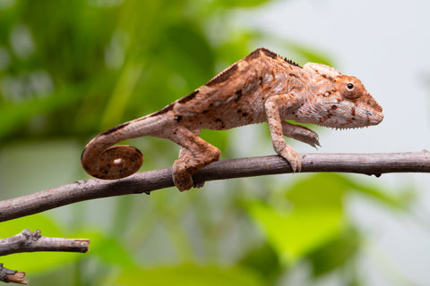 Holdbacks/Individuals: Ambilobe Offspring From "Tequila Fiposahana" (AKA Tequila Sunrise) x "Ny-manjopiaka Ambony" (AKA The Glow Up) - Hatched March - April 2026 - Female #1