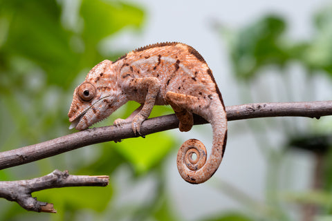 Holdbacks/Individuals: Ambilobe Offspring From "Tequila Fiposahana" (AKA Tequila Sunrise) x "Ny-manjopiaka Ambony" (AKA The Glow Up) - Hatched March - April 2026 - Female #1