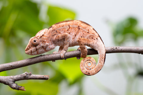 Holdbacks/Individuals: Ambilobe Offspring From "Tequila Fiposahana" (AKA Tequila Sunrise) x "Ny-manjopiaka Ambony" (AKA The Glow Up) - Hatched March - April 2026 - Female #1
