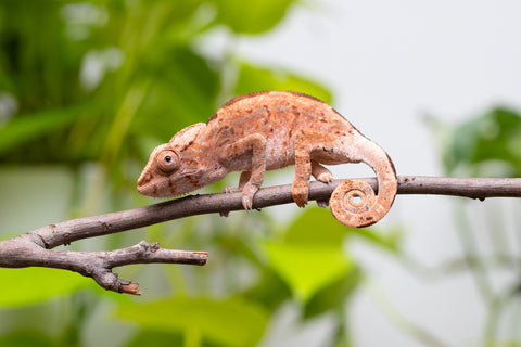 Holdbacks/Individuals: Ambilobe Offspring From "Tequila Fiposahana" (AKA Tequila Sunrise) x "Ny-manjopiaka Ambony" (AKA The Glow Up) - Hatched March - April 2026 - Female #1