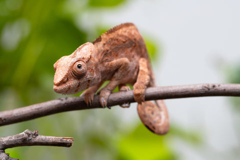 Holdbacks/Individuals: Ambilobe Offspring From "Tequila Fiposahana" (AKA Tequila Sunrise) x "Ny-manjopiaka Ambony" (AKA The Glow Up) - Hatched March - April 2026 - Female #1