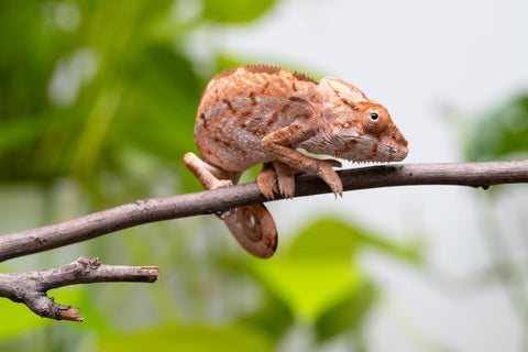 Holdbacks/Individuals: Ambilobe Offspring From "Tequila Fiposahana" (AKA Tequila Sunrise) x "Ny-manjopiaka Ambony" (AKA The Glow Up) - Hatched March - April 2026 - Female #1