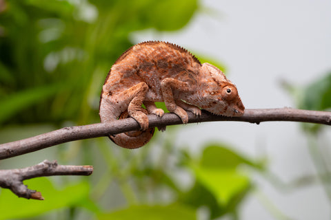 Holdbacks/Individuals: Ambilobe Offspring From "Tequila Fiposahana" (AKA Tequila Sunrise) x "Ny-manjopiaka Ambony" (AKA The Glow Up) - Hatched March - April 2026 - Female #1