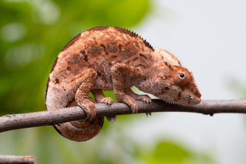 Holdbacks/Individuals: Ambilobe Offspring From "Tequila Fiposahana" (AKA Tequila Sunrise) x "Ny-manjopiaka Ambony" (AKA The Glow Up) - Hatched March - April 2026 - Female #1