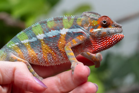 Holdbacks/Individuals: Ambilobe Offspring From "Tequila Fiposahana" (AKA Tequila Sunrise) x "Ny-manjopiaka" (AKA The Glow Up) - Hatched Dec 2025 - Male #2