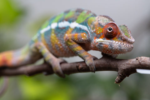 Holdbacks/Individuals: Ambilobe Offspring From "Tequila Fiposahana" (AKA Tequila Sunrise) x "Ny-manjopiaka" (AKA The Glow Up) - Hatched Dec 2025 - Male #2
