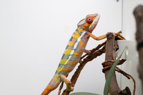 Holdbacks/Individuals: Ambilobe Offspring From "Tequila Fiposahana" (AKA Tequila Sunrise) x "Ny-manjopiaka" (AKA The Glow Up) - Hatched Dec 2025 - Male #2