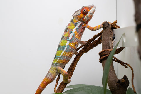 Holdbacks/Individuals: Ambilobe Offspring From "Tequila Fiposahana" (AKA Tequila Sunrise) x "Ny-manjopiaka" (AKA The Glow Up) - Hatched Dec 2025 - Male #2