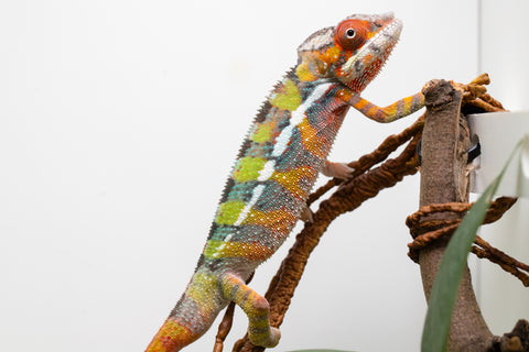 Holdbacks/Individuals: Ambilobe Offspring From "Tequila Fiposahana" (AKA Tequila Sunrise) x "Ny-manjopiaka" (AKA The Glow Up) - Hatched Dec 2025 - Male #2