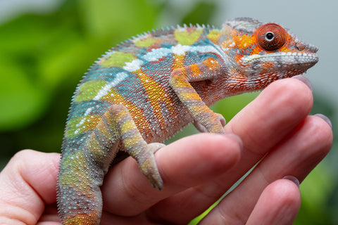 Holdbacks/Individuals: Ambilobe Offspring From "Tequila Fiposahana" (AKA Tequila Sunrise) x "Ny-manjopiaka" (AKA The Glow Up) - Hatched Dec 2025 - Male #2