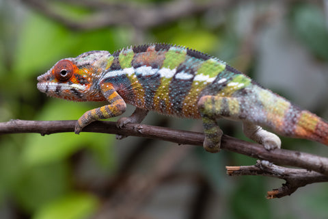 Holdbacks/Individuals: Ambilobe Offspring From "Tequila Fiposahana" (AKA Tequila Sunrise) x "Ny-manjopiaka" (AKA The Glow Up) - Hatched Dec 2025 - Male #2