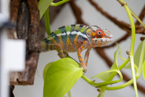 Holdbacks/Individuals: Ambilobe Offspring From "Tequila Fiposahana" (AKA Tequila Sunrise) x "Ny-manjopiaka" (AKA The Glow Up) - Hatched Dec 2025 - Male #2