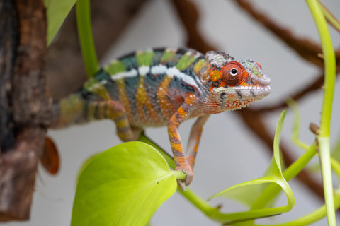 Holdbacks/Individuals: Ambilobe Offspring From "Tequila Fiposahana" (AKA Tequila Sunrise) x "Ny-manjopiaka" (AKA The Glow Up) - Hatched Dec 2025 - Male #2