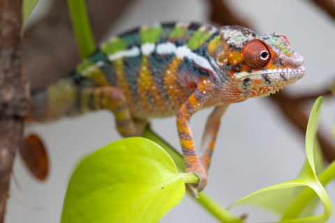 Holdbacks/Individuals: Ambilobe Offspring From "Tequila Fiposahana" (AKA Tequila Sunrise) x "Ny-manjopiaka" (AKA The Glow Up) - Hatched Dec 2025 - Male #2