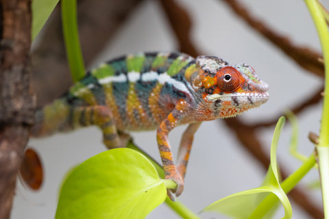 Holdbacks/Individuals: Ambilobe Offspring From "Tequila Fiposahana" (AKA Tequila Sunrise) x "Ny-manjopiaka" (AKA The Glow Up) - Hatched Dec 2025 - Male #2