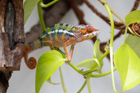 Holdbacks/Individuals: Ambilobe Offspring From "Tequila Fiposahana" (AKA Tequila Sunrise) x "Ny-manjopiaka" (AKA The Glow Up) - Hatched Dec 2025 - Male #2