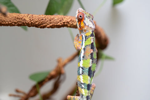 Holdbacks/Individuals: Ambilobe Offspring From "Tequila Fiposahana" (AKA Tequila Sunrise) x "Ny-manjopiaka" (AKA The Glow Up) - Hatched Dec 2025 - Male #2