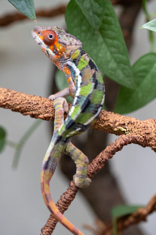 Holdbacks/Individuals: Ambilobe Offspring From "Tequila Fiposahana" (AKA Tequila Sunrise) x "Ny-manjopiaka" (AKA The Glow Up) - Hatched Dec 2025 - Male #2