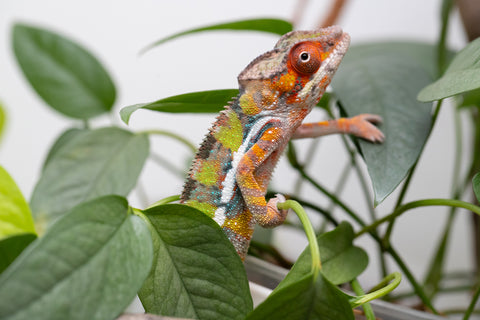 Holdbacks/Individuals: Ambilobe Offspring From "Tequila Fiposahana" (AKA Tequila Sunrise) x "Ny-manjopiaka" (AKA The Glow Up) - Hatched Dec 2025 - Male #2