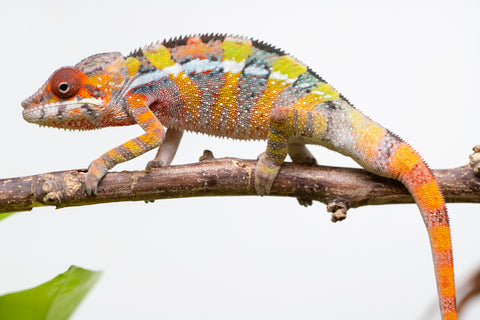 Holdbacks/Individuals: Ambilobe Offspring From "Tequila Fiposahana" (AKA Tequila Sunrise) x "Ny-manjopiaka" (AKA The Glow Up) - Hatched Dec 2025 - Male #2