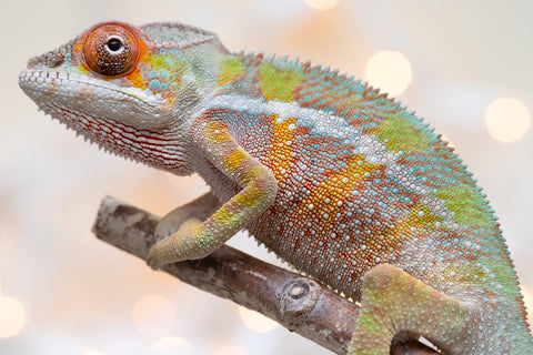 Holdbacks/Individuals: Ambilobe Offspring From "Tequila Fiposahana" (AKA Tequila Sunrise) x "Ny-manjopiaka" (AKA The Glow Up) - Hatched Dec 2025 - Male #1