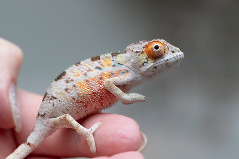 Holdbacks/Individuals: Ambilobe offspring from "Tequila Fiposahana" (AKA Tequila Sunrise) x "Vola" (AKA Silver) - Hatched May - June 2025 - Male #1