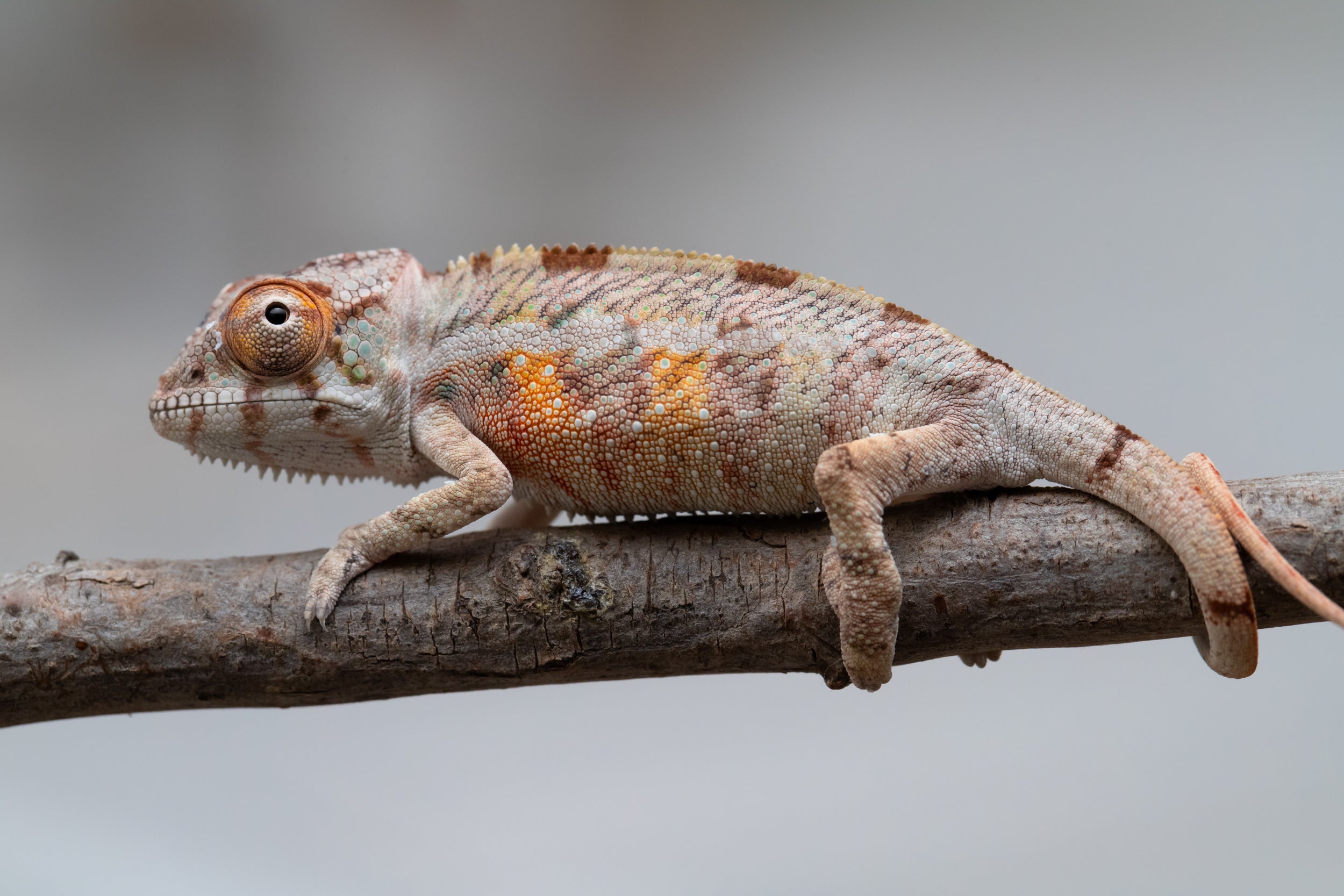 CHAMELEON LIFE 東京 amazarashi ① Amazon.co.jp: Chameleon Life, Tokyo, amazarashi, Hiromu