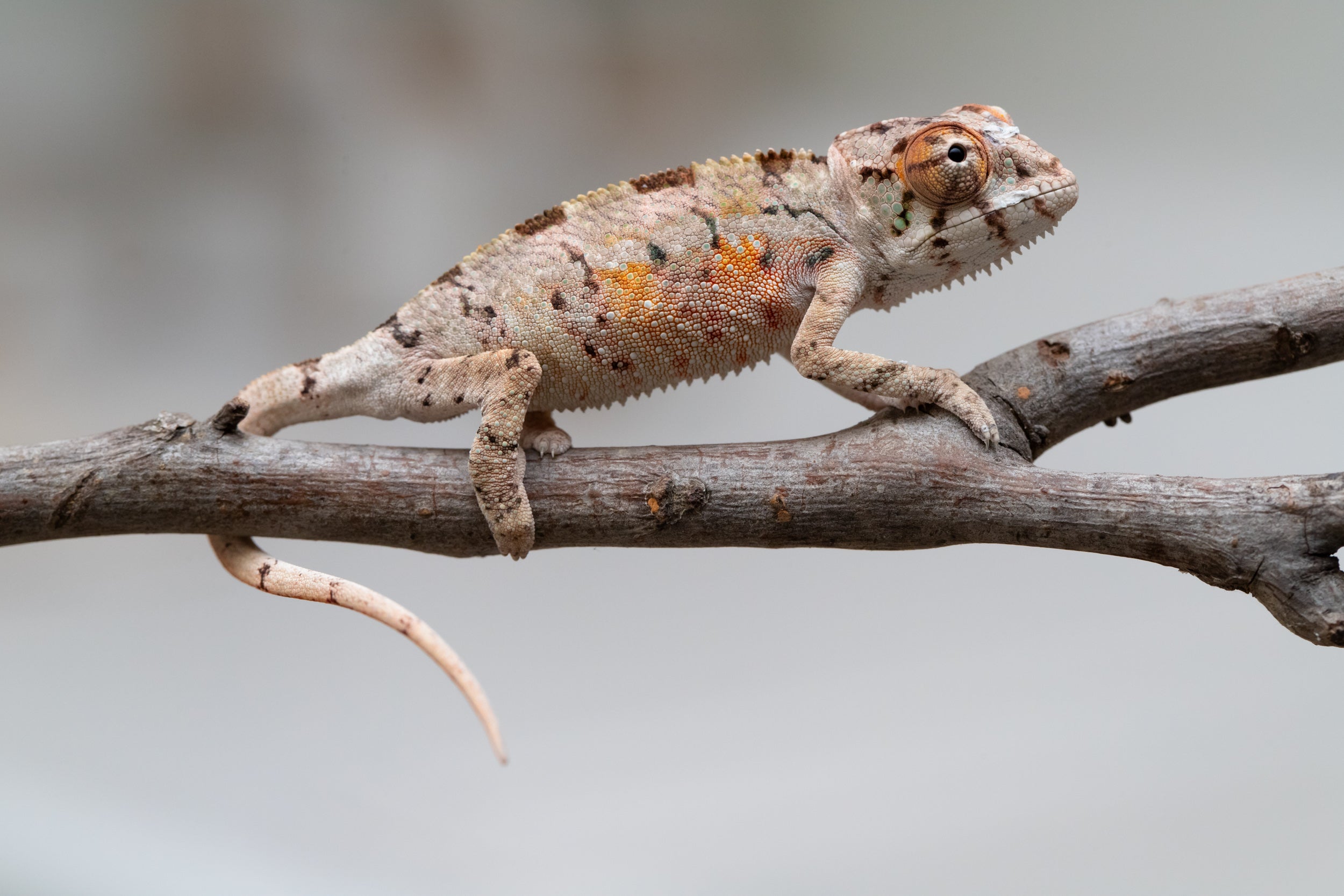 Holdbacks/Individuals: Ambilobe offspring from 