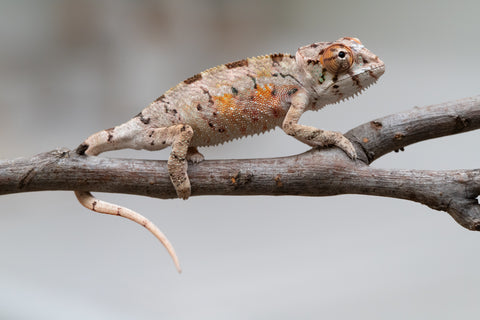 CHAMELEON LIFE 東京 amazarashi ① 617wSAd6qkL._UF350,350_QL50_.jpg