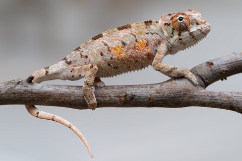 Holdbacks/Individuals: Ambilobe offspring from "Tequila Fiposahana" (AKA Tequila Sunrise) x "Vola" (AKA Silver) - Hatched May - June 2025 - Male #2