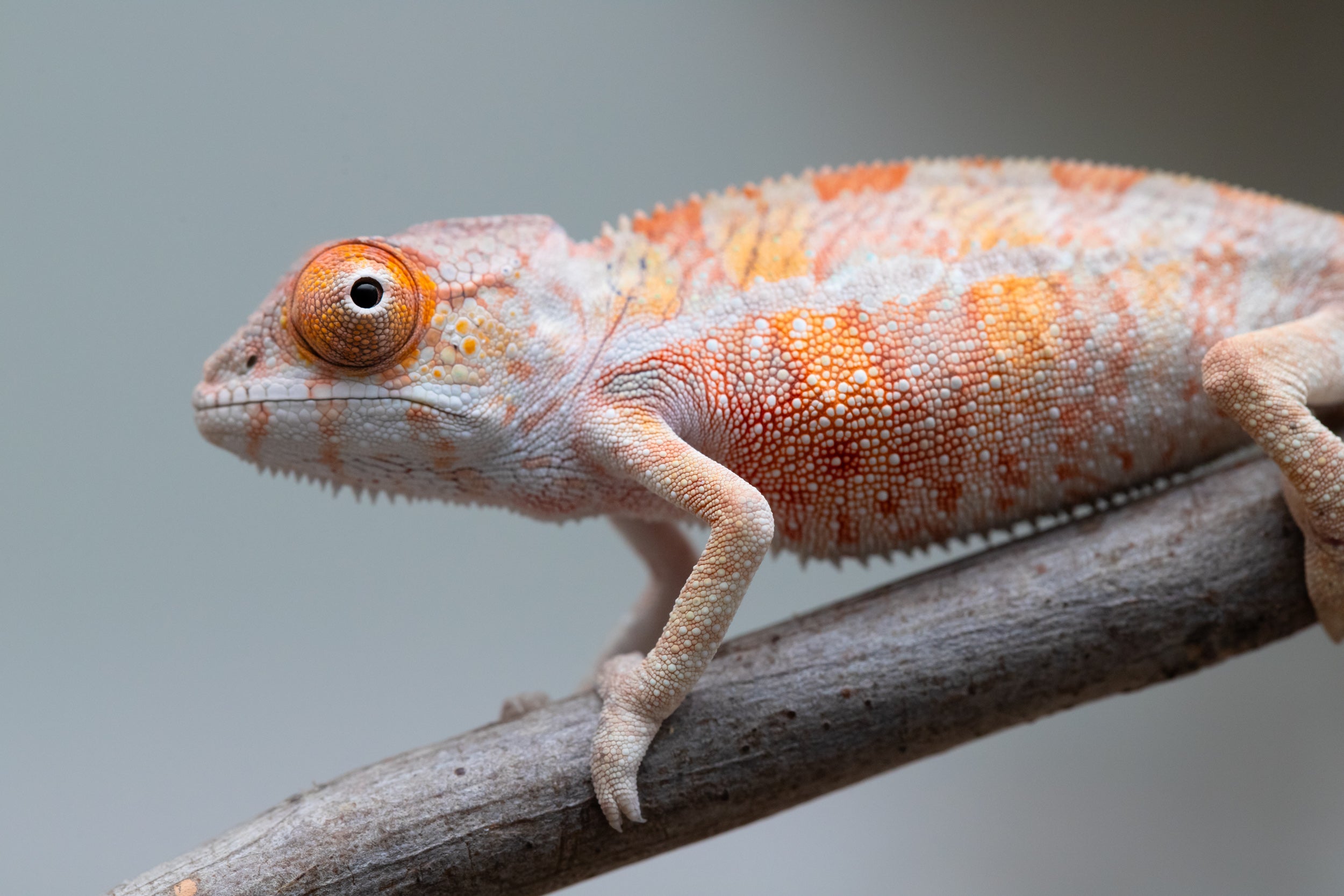 CHAMELEON LIFE 東京 amazarashi ① Amazon.co.jp: Chameleon Life Tokyo Amazarashi Hiromu Akita