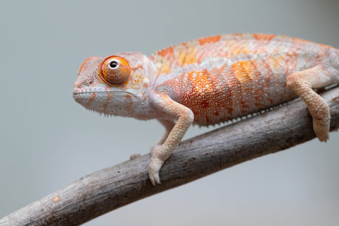 Holdbacks/Individuals: Ambilobe offspring from "Tequila Fiposahana" (AKA Tequila Sunrise) x "Vola" (AKA Silver) - Hatched May - June 2025 - Male #3
