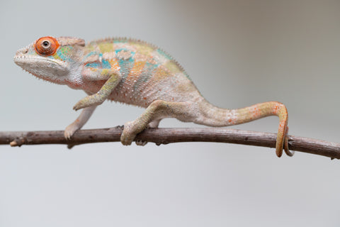 Holdbacks/Individuals: Ambilobe offspring from "Tequila Fiposahana" (AKA Tequila Sunrise) x "Vola" (AKA Silver) - Hatched May - June 2025 - Male #4