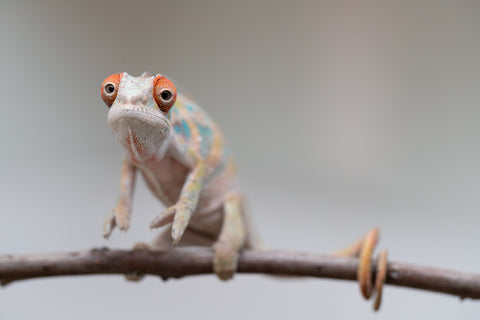 Holdbacks/Individuals: Ambilobe offspring from "Tequila Fiposahana" (AKA Tequila Sunrise) x "Vola" (AKA Silver) - Hatched May - June 2025 - Male #4