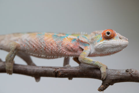 Holdbacks/Individuals: Ambilobe offspring from "Tequila Fiposahana" (AKA Tequila Sunrise) x "Vola" (AKA Silver) - Hatched May - June 2025 - Male #4
