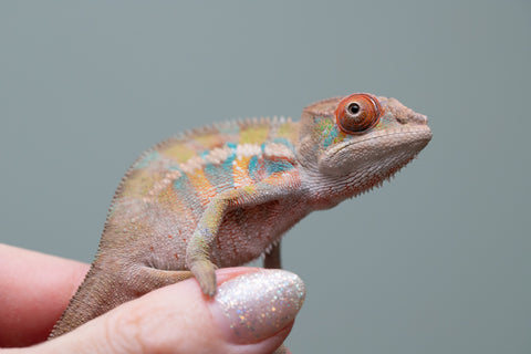 Holdbacks/Individuals: Ambilobe offspring from "Tequila Fiposahana" (AKA Tequila Sunrise) x "Vola" (AKA Silver) - Hatched May - June 2025 - Male #4