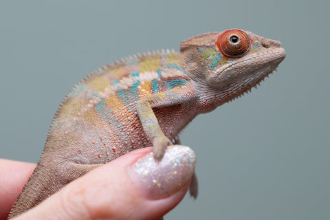 Holdbacks/Individuals: Ambilobe offspring from "Tequila Fiposahana" (AKA Tequila Sunrise) x "Vola" (AKA Silver) - Hatched May - June 2025 - Male #4