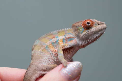 Holdbacks/Individuals: Ambilobe offspring from "Tequila Fiposahana" (AKA Tequila Sunrise) x "Vola" (AKA Silver) - Hatched May - June 2025 - Male #4
