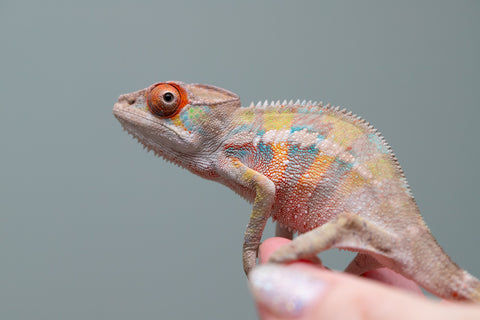 Holdbacks/Individuals: Ambilobe offspring from "Tequila Fiposahana" (AKA Tequila Sunrise) x "Vola" (AKA Silver) - Hatched May - June 2025 - Male #4