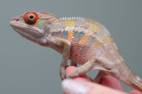 Holdbacks/Individuals: Ambilobe offspring from "Tequila Fiposahana" (AKA Tequila Sunrise) x "Vola" (AKA Silver) - Hatched May - June 2025 - Male #4